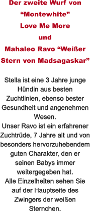 Der zweite Wurf von Montewhite  Love Me More und  Mahaleo Ravo Weier  Stern von Madsagaskar  Stella ist eine 3 Jahre junge  Hndin aus besten  Zuchtlinien, ebenso bester  Gesundheit und angenehmen  Wesen. Unser Ravo ist ein erfahrener  Zuchtrde, 7 Jahre alt und von  besonders hervorzuhebendem  guten Charakter, den er  seinen Babys immer  weitergegeben hat. Alle Einzelheiten sehen Sie  auf der Hauptseite des  Zwingers der weien  Sternchen.