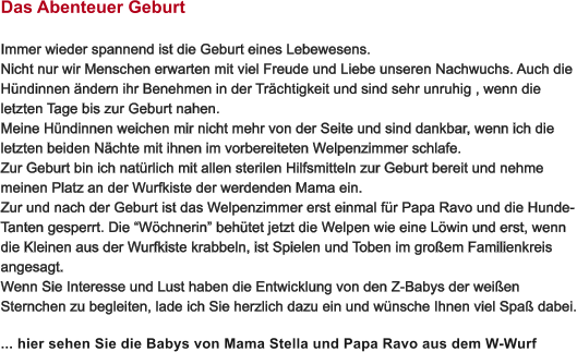 Das Abenteuer Geburt  Immer wieder spannend ist die Geburt eines Lebewesens.  Nicht nur wir Menschen erwarten mit viel Freude und Liebe unseren Nachwuchs. Auch die  Hndinnen ndern ihr Benehmen in der Trchtigkeit und sind sehr unruhig , wenn die  letzten Tage bis zur Geburt nahen. Meine Hndinnen weichen mir nicht mehr von der Seite und sind dankbar, wenn ich die  letzten beiden Nchte mit ihnen im vorbereiteten Welpenzimmer schlafe. Zur Geburt bin ich natrlich mit allen sterilen Hilfsmitteln zur Geburt bereit und nehme  meinen Platz an der Wurfkiste der werdenden Mama ein. Zur und nach der Geburt ist das Welpenzimmer erst einmal fr Papa Ravo und die Hunde- Tanten gesperrt. Die Wchnerin behtet jetzt die Welpen wie eine Lwin und erst, wenn  die Kleinen aus der Wurfkiste krabbeln, ist Spielen und Toben im groem Familienkreis  angesagt. Wenn Sie Interesse und Lust haben die Entwicklung von den Z-Babys der weien  Sternchen zu begleiten, lade ich Sie herzlich dazu ein und wnsche Ihnen viel Spa dabei. ... hier sehen Sie die Babys von Mama Stella und Papa Ravo aus dem W-Wurf