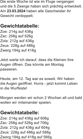 Die erste Woche ist wie im Fluge vergangen  und die 5 Zwerge haben sich prchtig entwickelt.  Am 23.03.2024 haben alle Geschwister ihr  Gewicht verdoppelt.  Gewichtatabelle: Zoe: 214g auf 436g  Zac: 258g auf 526g  Zola: 212g auf 436g Zeus: 228g auf 486g  Zwerg:	194g auf 418g  Jetzt warte ich darauf, dass die Kleinen ihre  Augen ffnen. Das knnte am Montag  passieren.  Heute, am 12. Tag war es soweit. Wir haben  die Augen geffnet. Hurra - jetzt kommt Leben  in die Wurfkiste!  Morgen werden wir schon 2 Wochen alt und bald wollen wir miteinander spielen.  Gewichtatabelle: Zoe: 214g auf 436g auf 606g  Zac: 258g auf 526g auf 706g  Zola: 212g auf 436g auf 604g Zeus: 228g auf 486g auf 588g  Zwerg:	194g auf 418g auf 566g